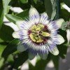 passionsblume2