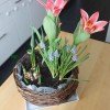 tulipany i szafirki